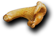 Ostradamus Restaurante