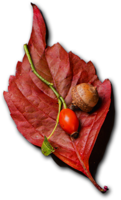 Ostradamus Restaurante